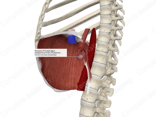 Mucosa of Esophagus (Abdominal Part; Posterior)