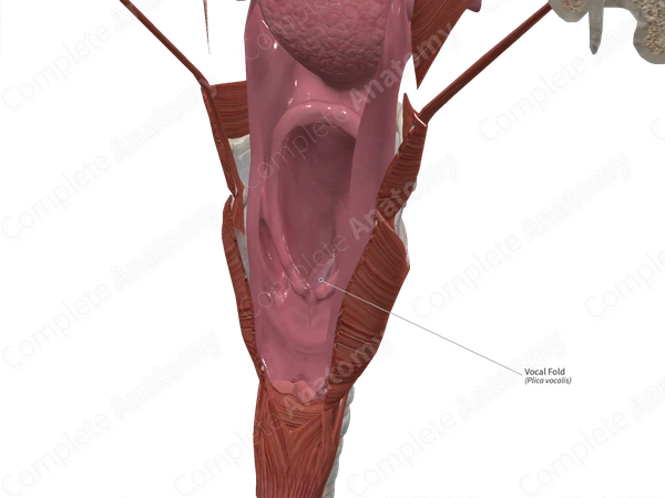 Vocal Fold 