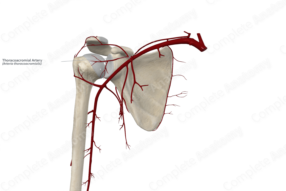 Thoracoacromial Artery 