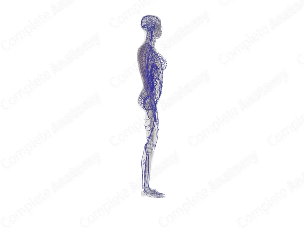 Systemic Veins