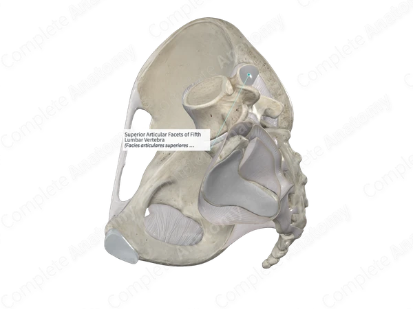 Superior Articular Facets of Fifth Lumbar Vertebra