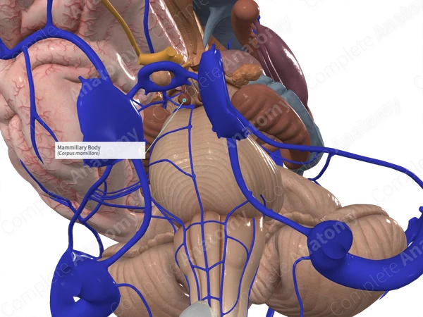 Mammillary Body 