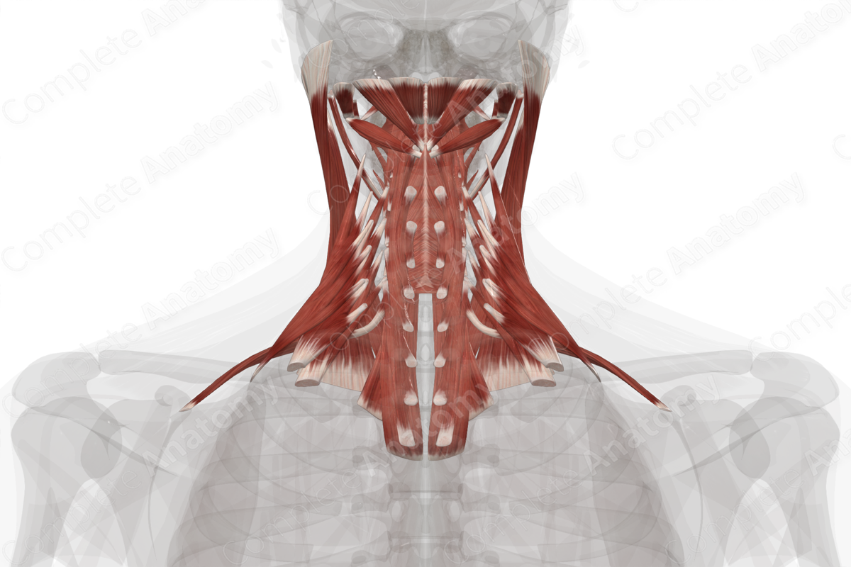 Muscles of Neck