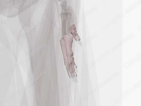 Fibrous Sheaths of Digits of Hand (Left)