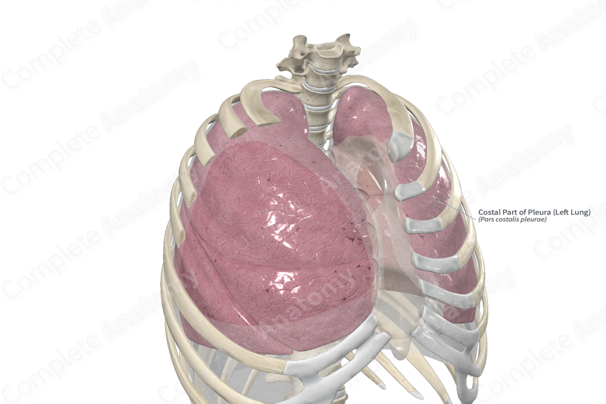 Costal Part of Pleura (Left Lung)