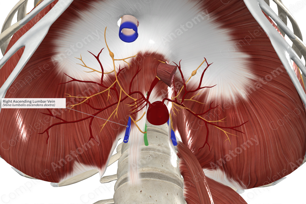 Right Ascending Lumbar Vein