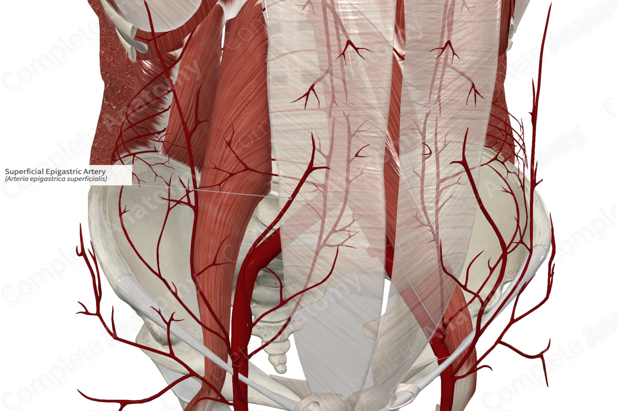Superficial Epigastric Artery 