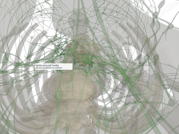 Nodes Around Cardia