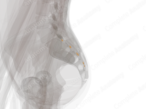 Spinal Ganglia of Sacral Nerves (Left)