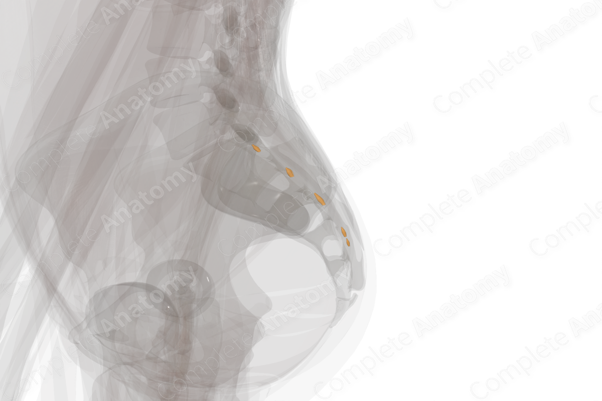Spinal Ganglia of Sacral Nerves (Left)