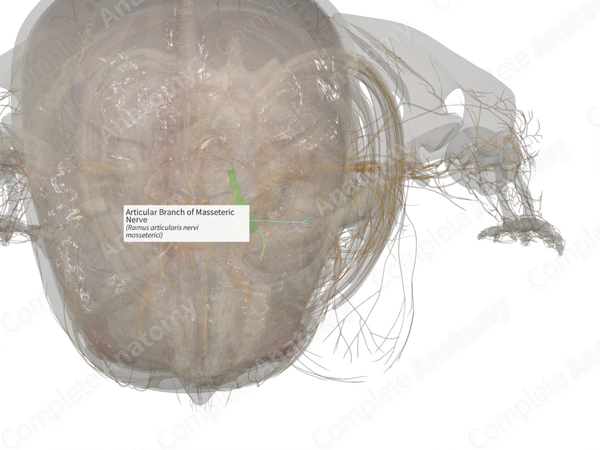 Articular Branch of Masseteric Nerve (Right)