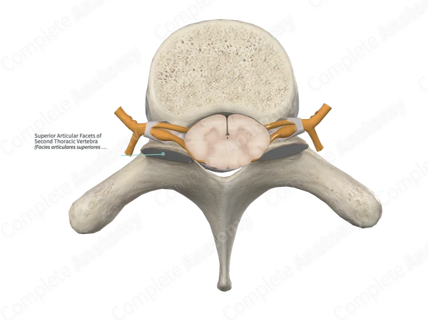 Superior Articular Facets of Second Thoracic Vertebra