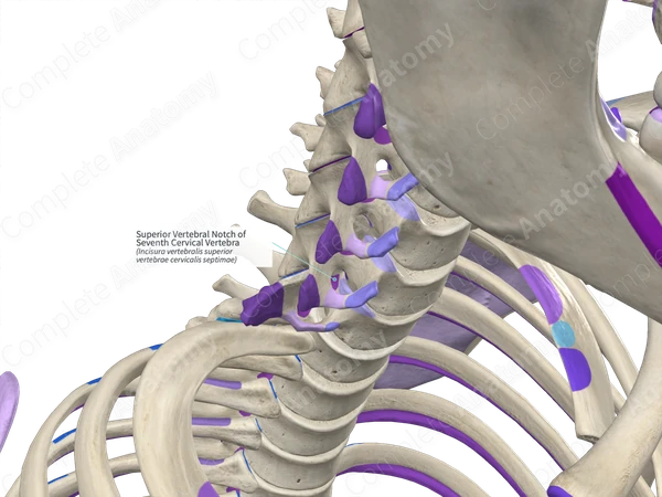 Superior Vertebral Notch of Seventh Cervical Vertebra (Right)