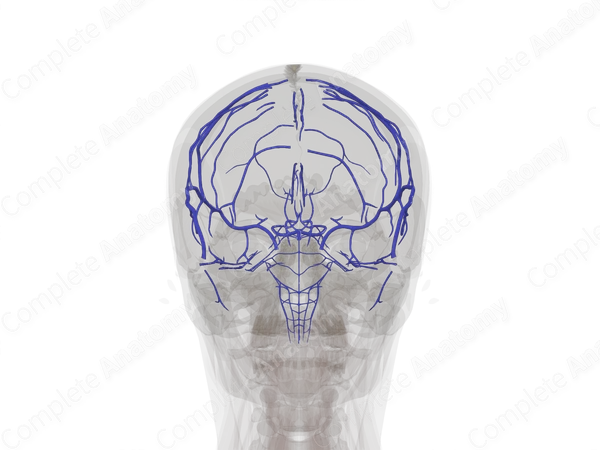 Veins of Brain