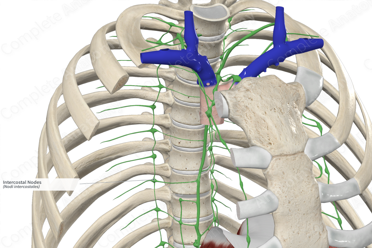 Intercostal Nodes 