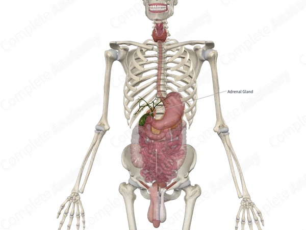 Suprarenal Gland 