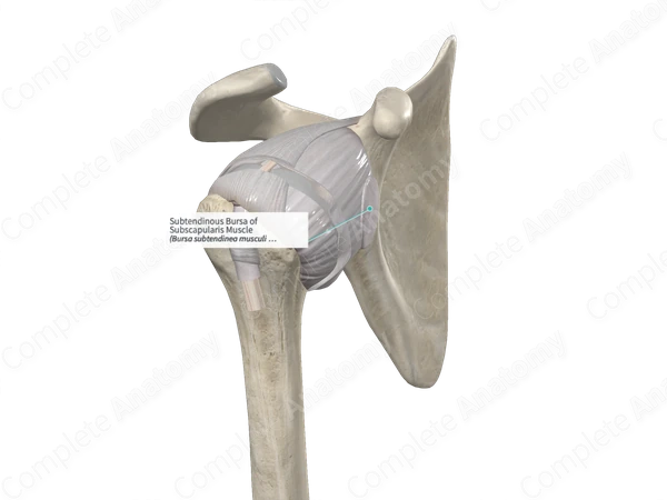 Subtendinous Bursa of Subscapularis Muscle 