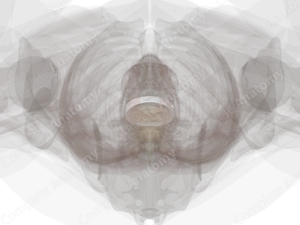 Intervertebral Disc (L5-S1)