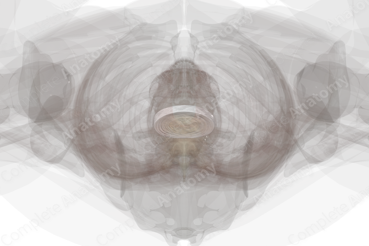 Intervertebral Disc (L5-S1)