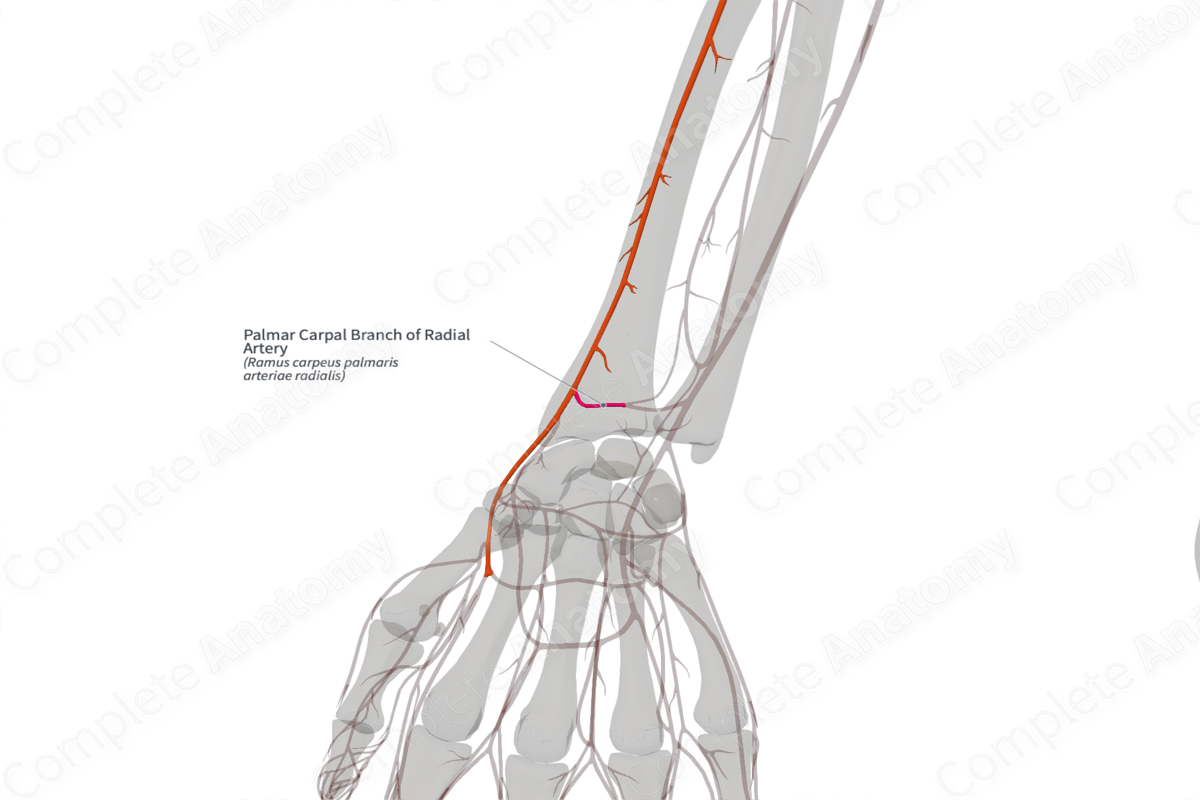 Palmar Carpal Branch of Radial Artery (Right)