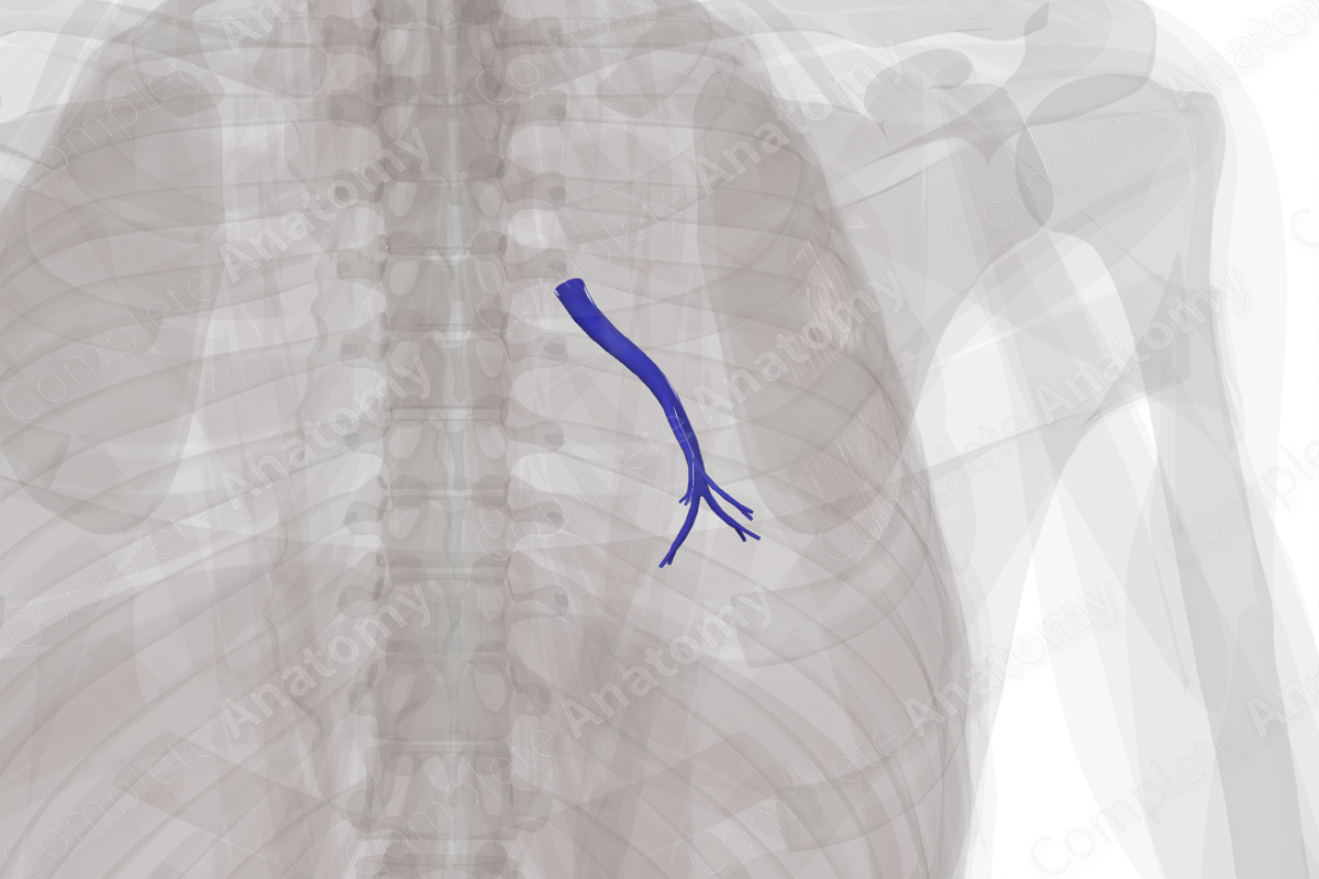 Pulmonary Arteries of Inferior Lobe of Left Lung