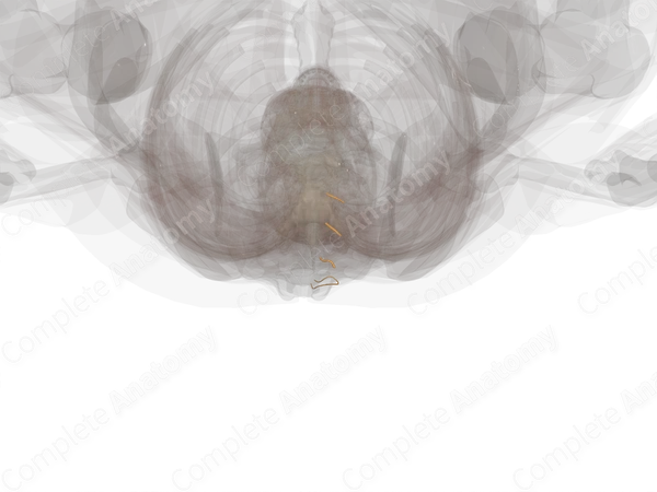 Posterior Rami of Sacral Nerves (Left)