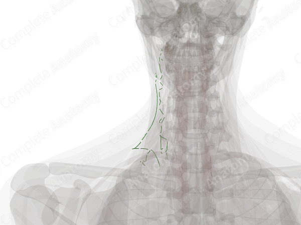 Deep Lateral Cervical Lymph Vessels (Left)
