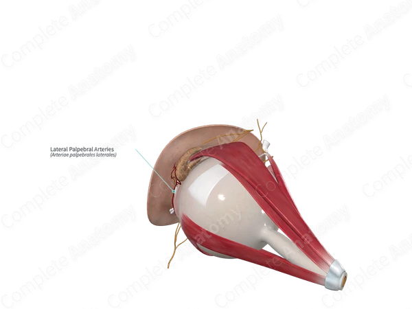 Lateral Palpebral Arteries