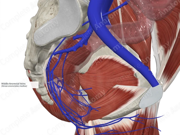 Middle Anorectal Veins 