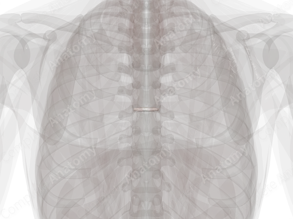 Intervertebral Disc (T6-T7)