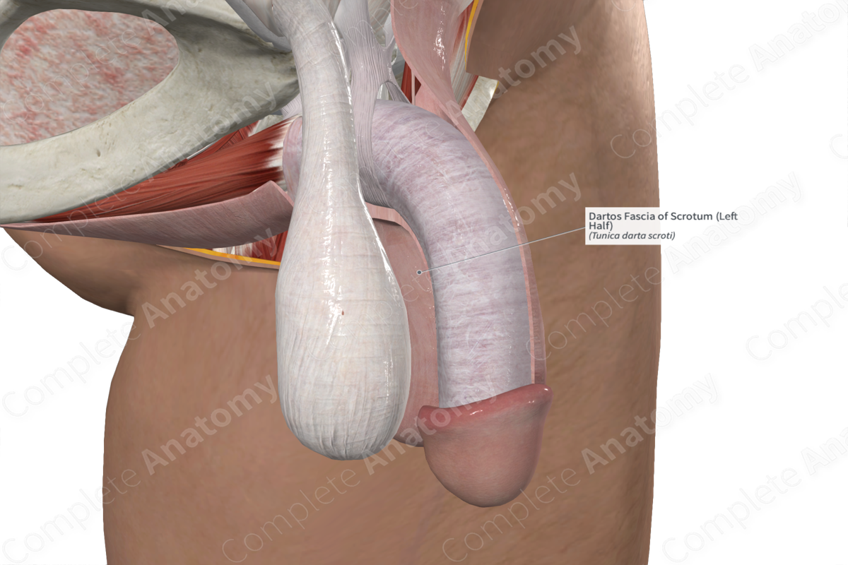 Dartos Fascia of Scrotum (Left Half)