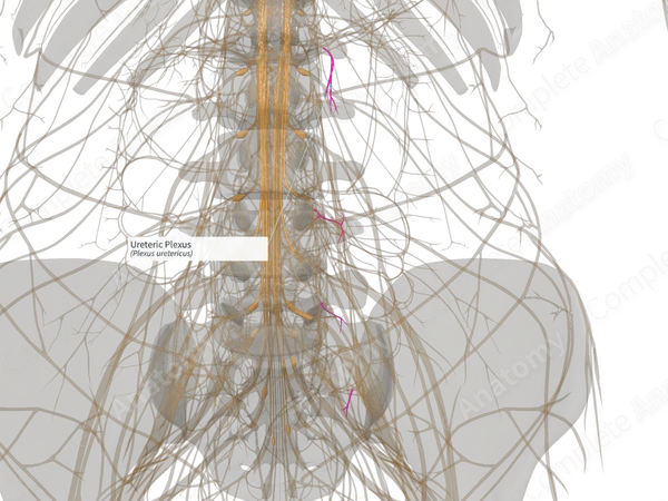 Ureteric Plexus (Left)