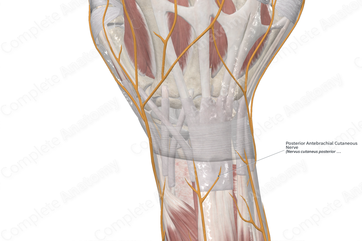 Posterior Antebrachial Cutaneous Nerve 