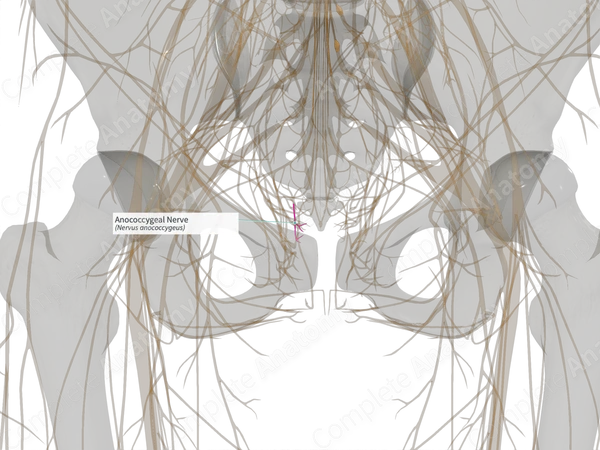 Anococcygeal Nerve (Right)
