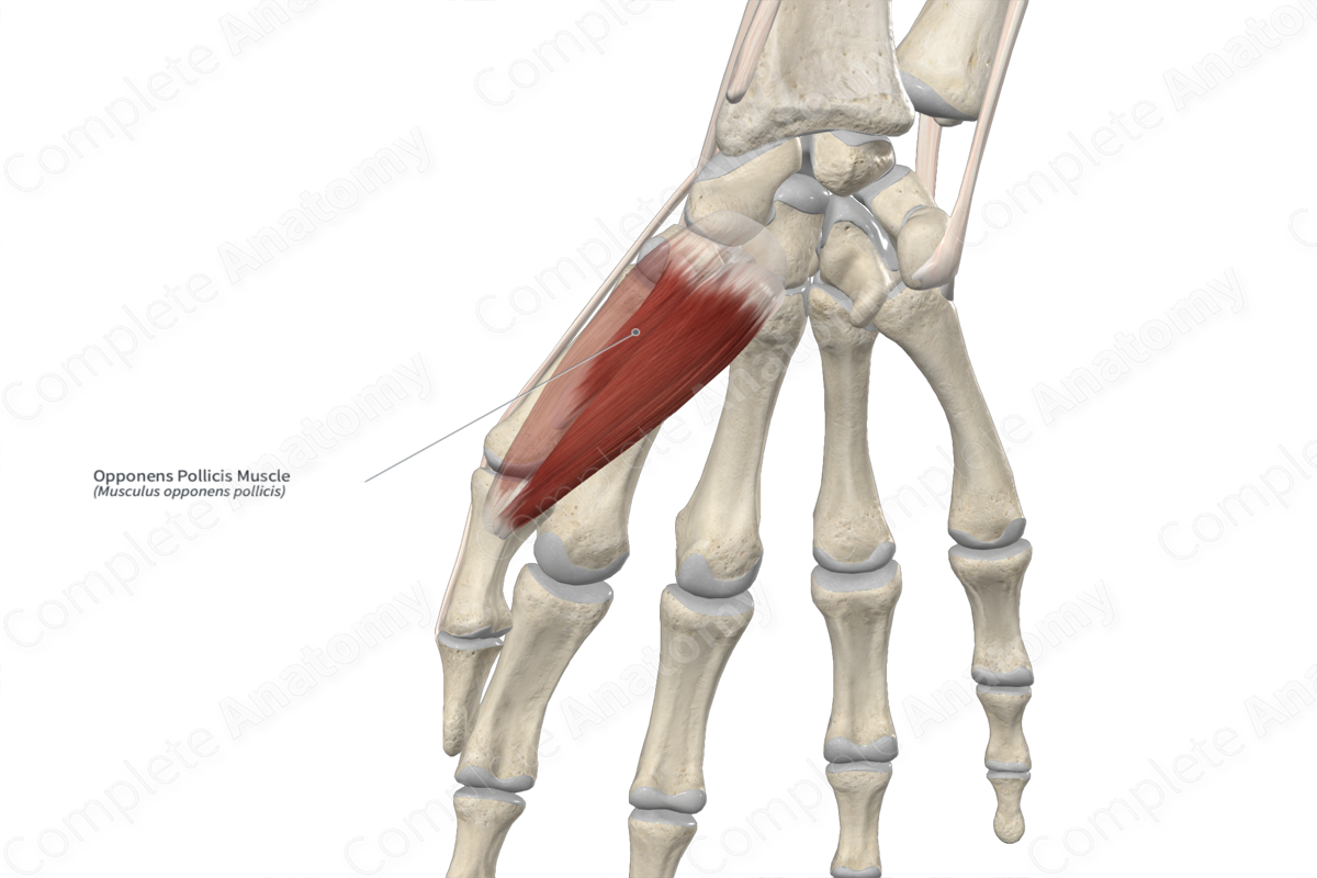 Opponens Pollicis Muscle 