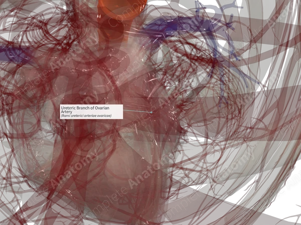 Ureteric Branch of Ovarian Artery (Right)