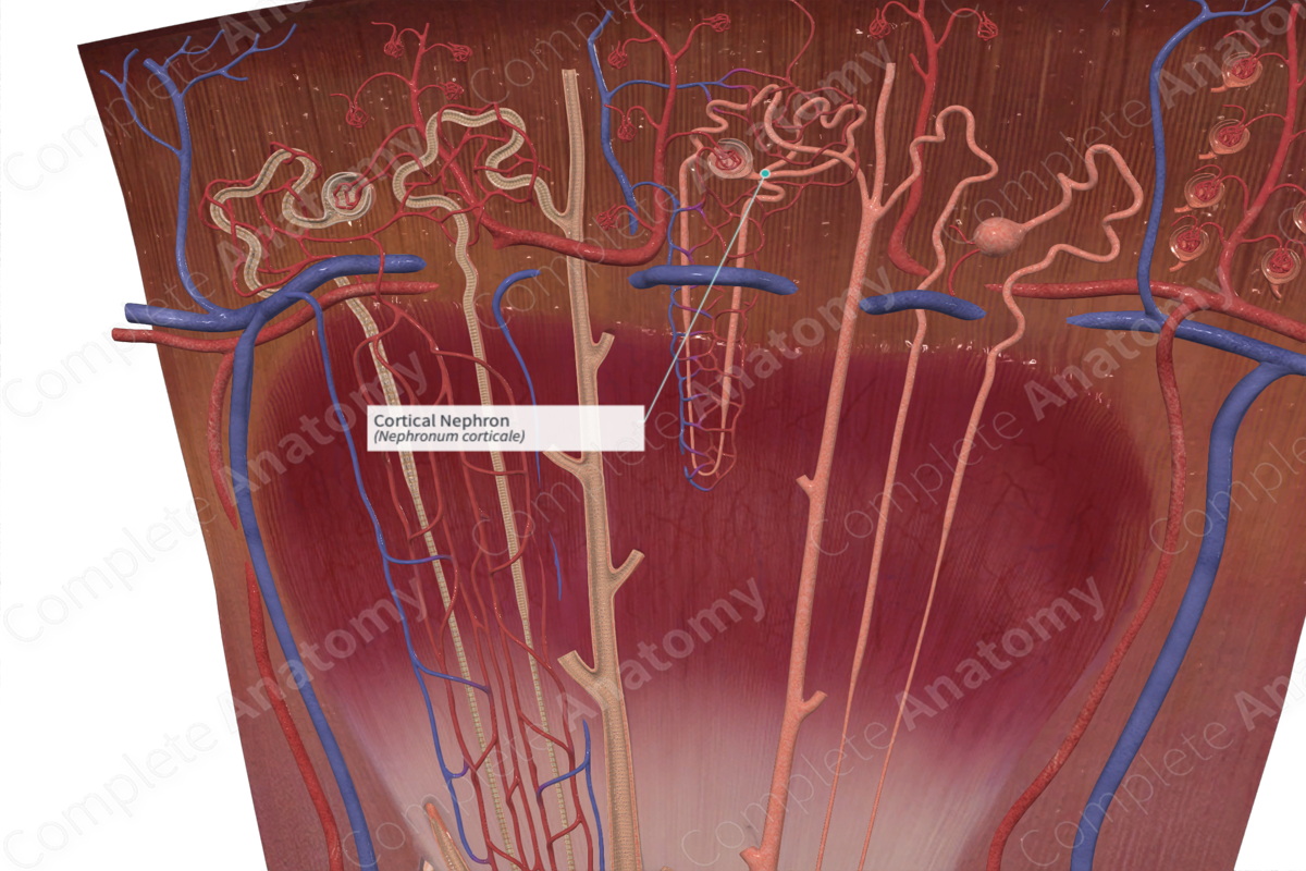 Cortical Nephron