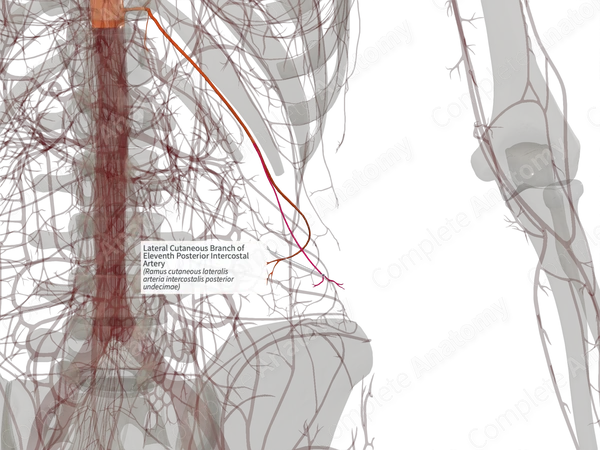 Lateral Cutaneous Branch of Eleventh Posterior Intercostal Artery (Right)