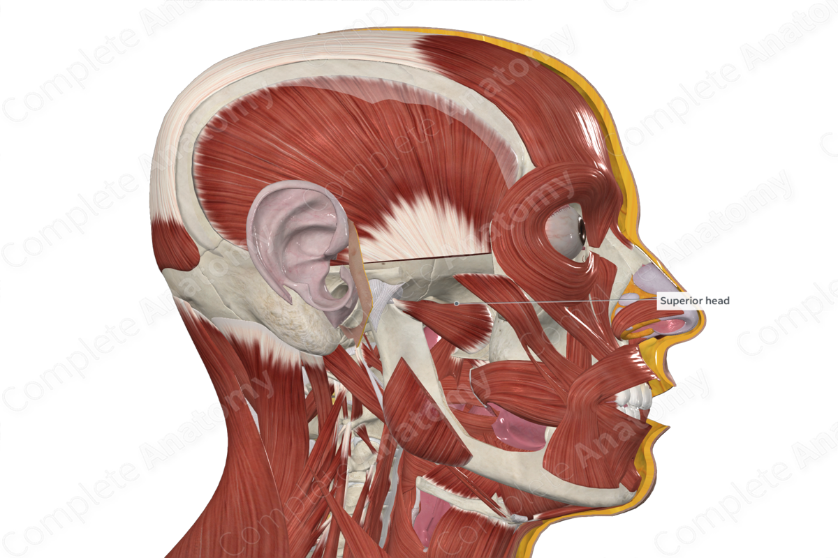 Inferior Head of Lateral Pterygoid Muscle 