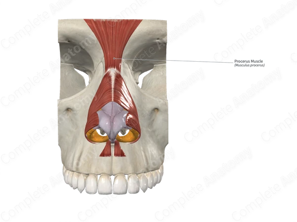 Procerus Muscle