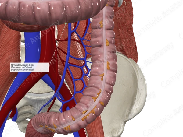 Omental Appendices (Transverse Colon)