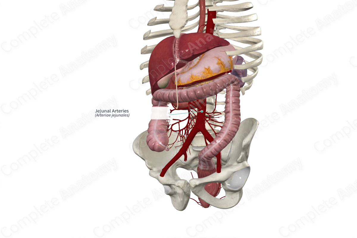 Jejunal Arteries Complete Anatomy