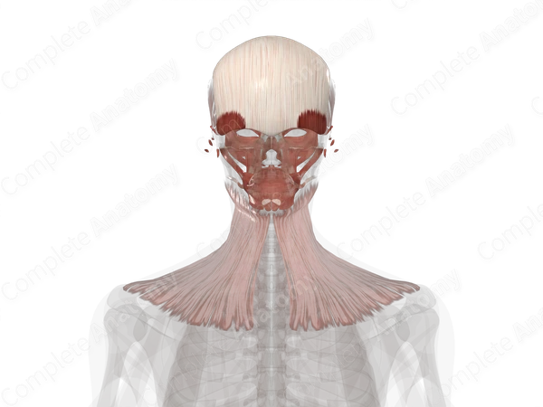 Facial Muscles