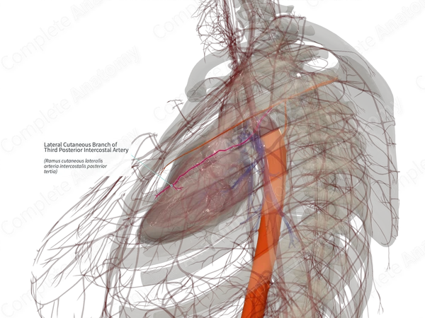 Lateral Cutaneous Branch of Third Posterior Intercostal Artery (Left)
