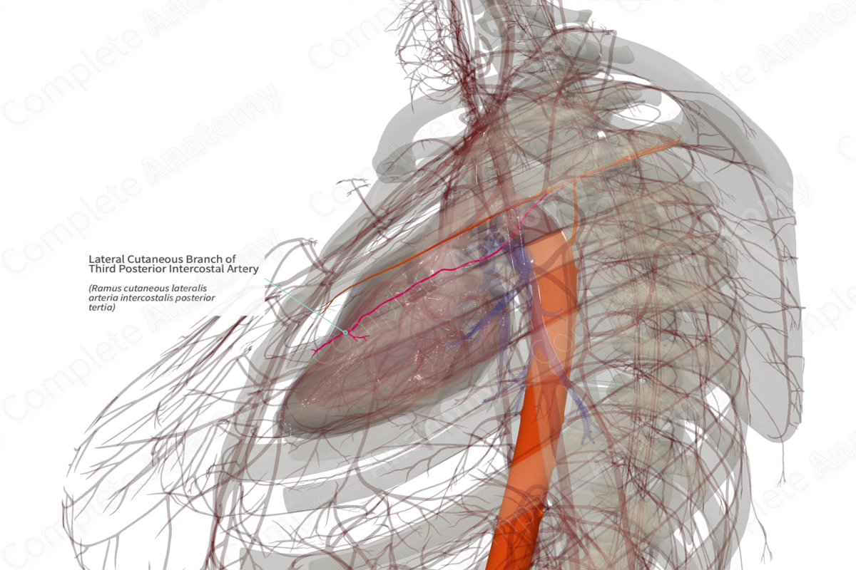 Lateral Cutaneous Branch of Third Posterior Intercostal Artery (Left)