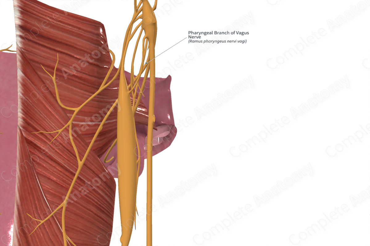 Pharyngeal Branch of Vagus Nerve 