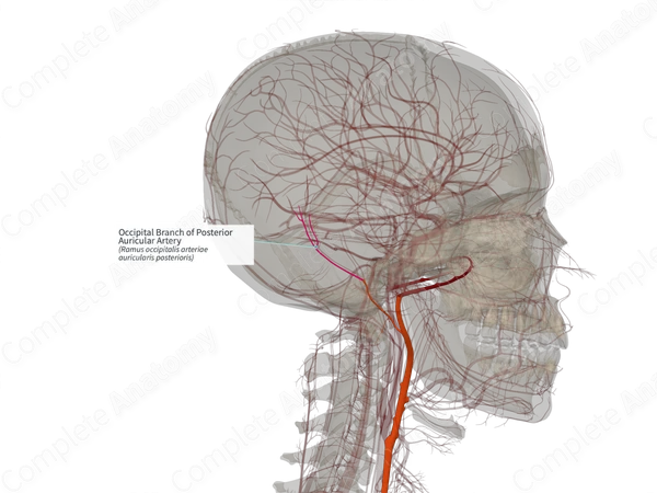 Occipital Branch of Posterior Auricular Artery (Right)