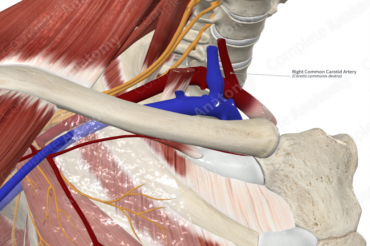 Right Common Carotid Artery