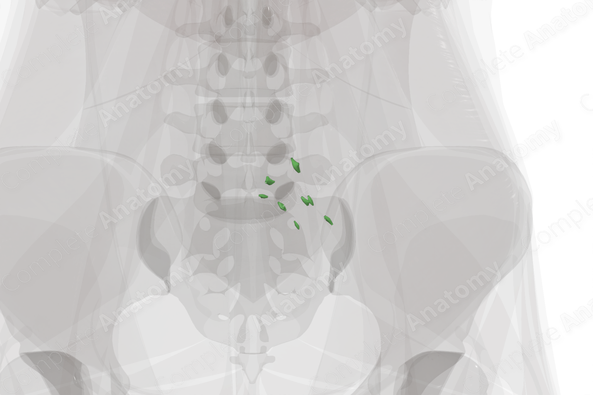 Common Iliac Nodes (Left) | Complete Anatomy