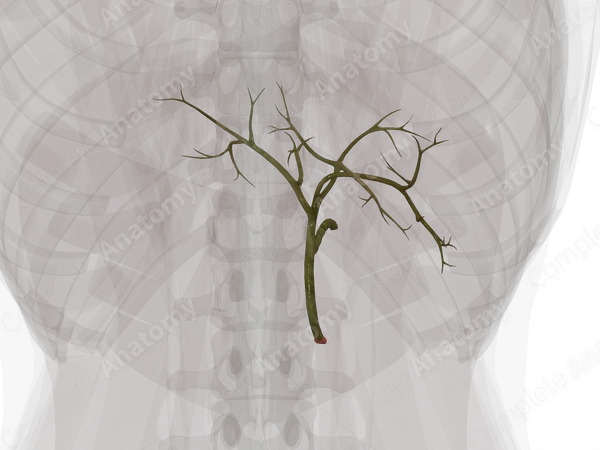 Extrahepatic Bile Ducts